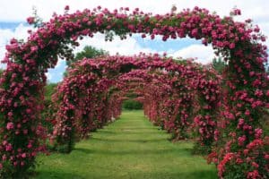 rose arch