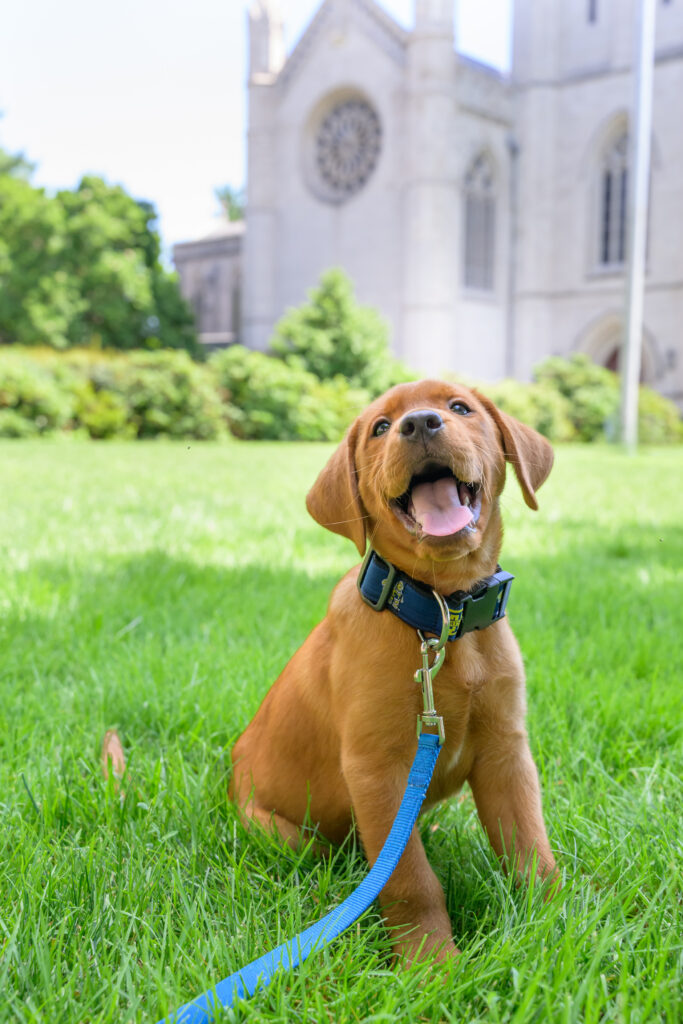 Community Support Dog - Campus Safety