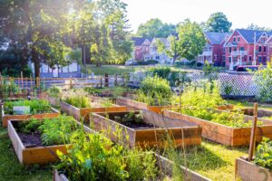 Community garden at Trinfo Cafe