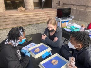 people looking at sheep brains