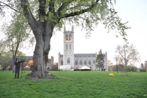 Champion Elm tree on the Quad