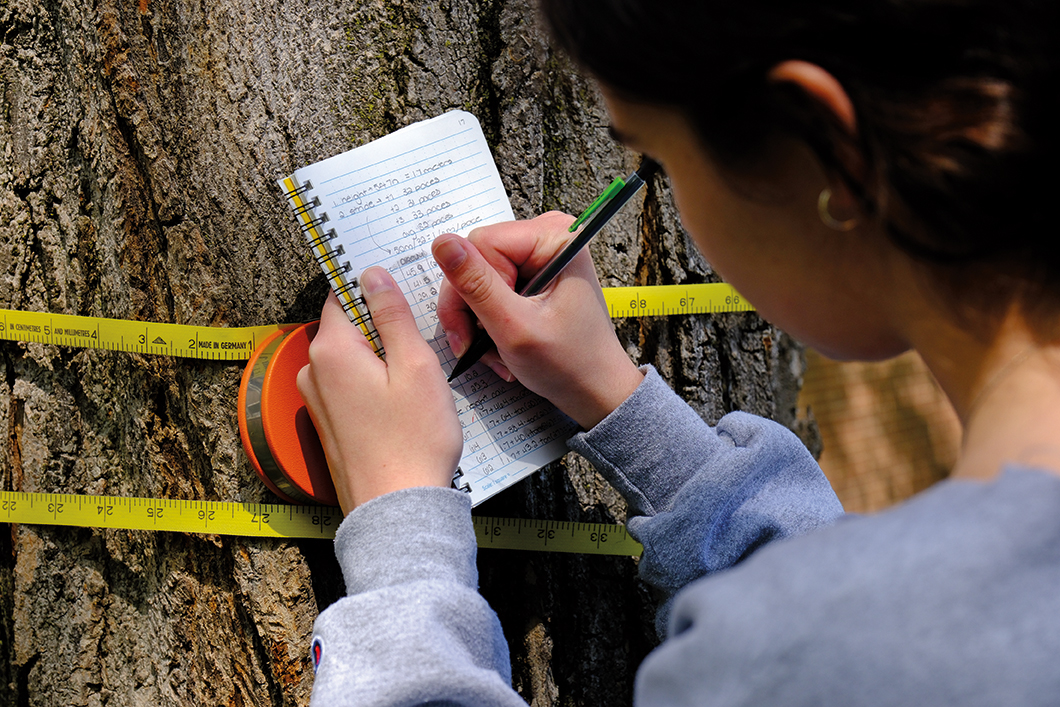 Avery Sands ’26 jots down tree measurements.