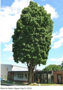 Temple's Upright Sugar Maple