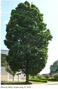 Temple's Upright Sugar Maple