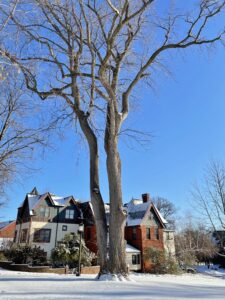 Tulip Tree