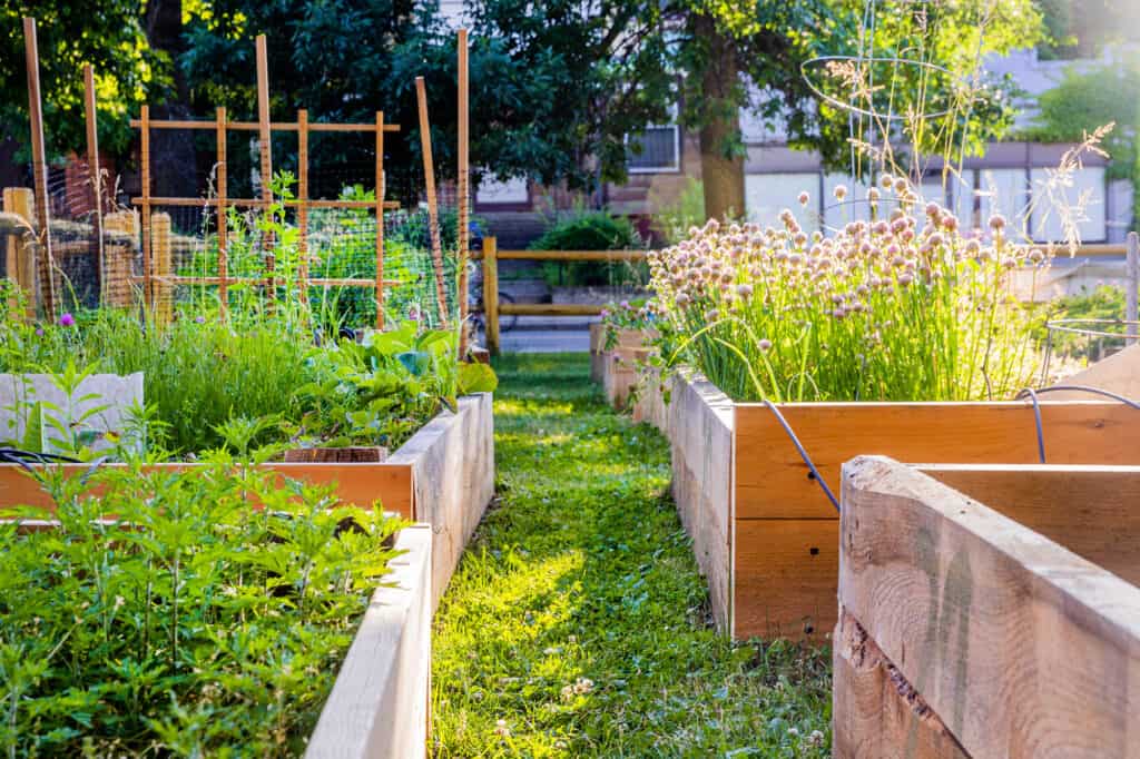Community garden at Trinfo.Cafe.