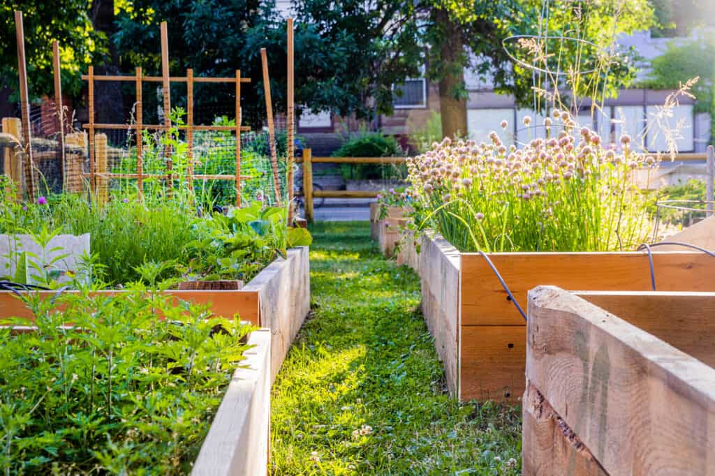 Community garden at Trinfo.Cafe. 