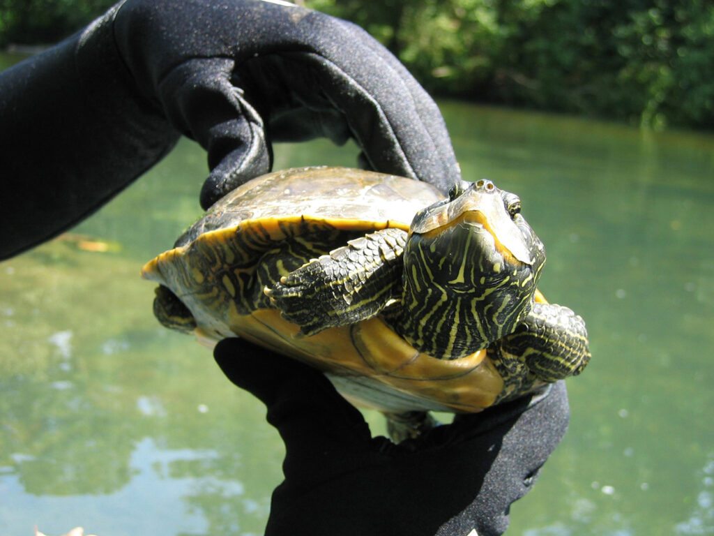 turtle conservation research paper Pitt