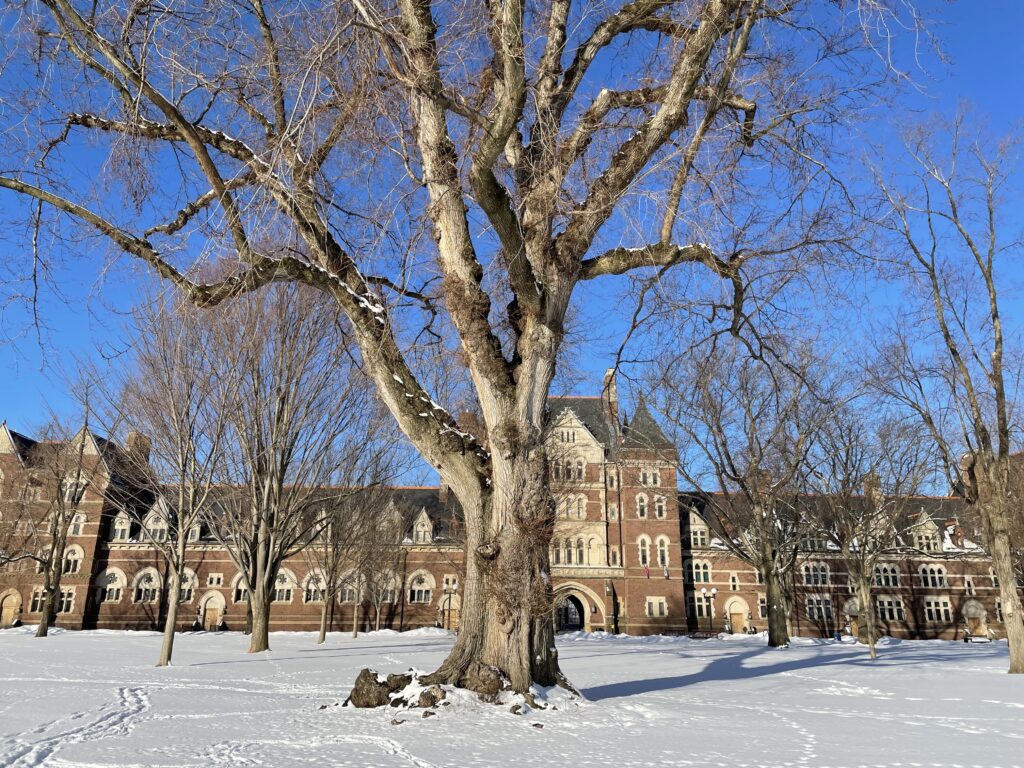 English elm on Main Quad