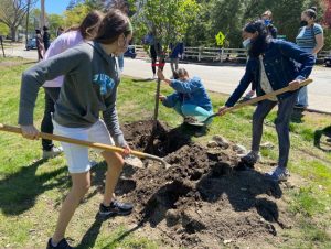 The 4C team plants a tree at the Newton Center Mason-Rice ceremony. 