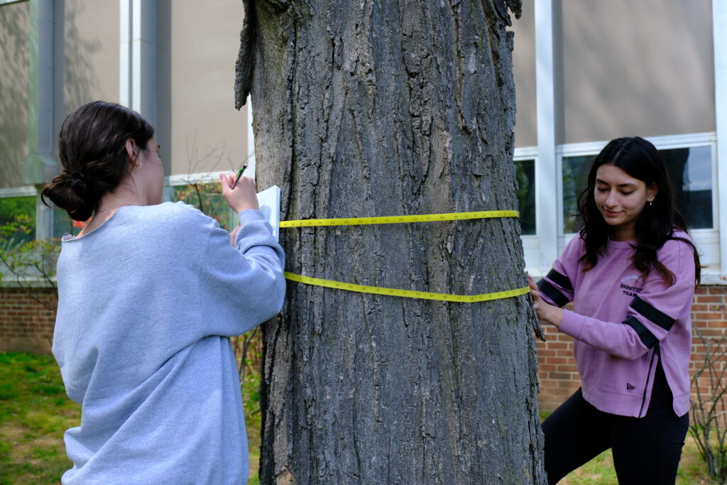 measuring trees