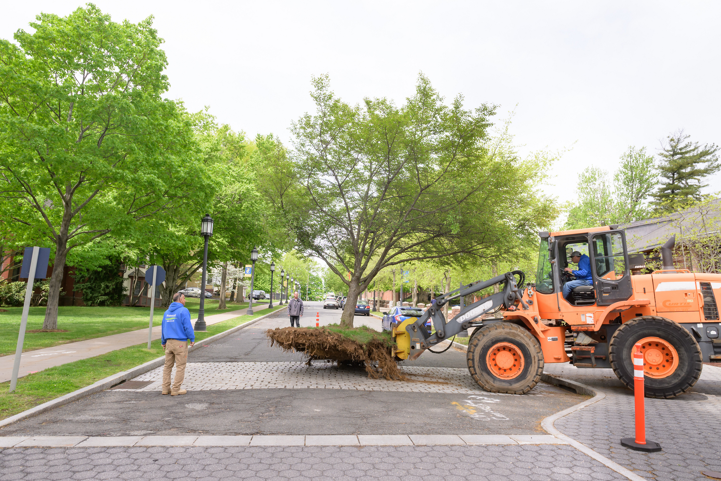 Heavy machinery moves a cherry tree across a road