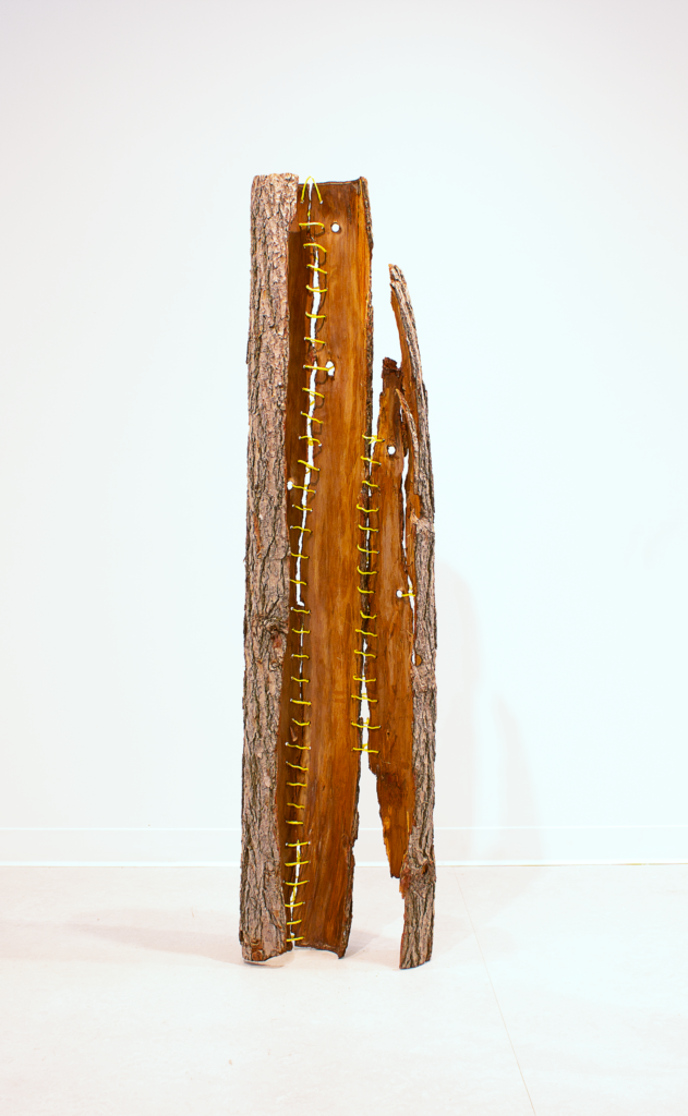 Fellows Exhibition at Trinity’s Widener Gallery
