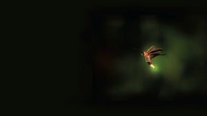 A firefly glowing at night